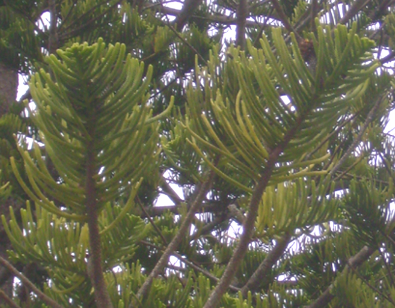 Norfolk Pine needles